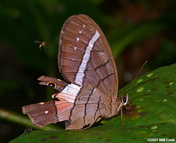 Satyr (Pierella ocreata)