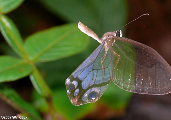 Haetera piera (Piera Clearwing Satyr)