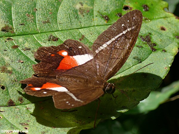 Satyr (Pierella ocreata)