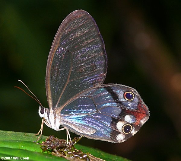 Haetera piera (Piera Clearwing Satyr)