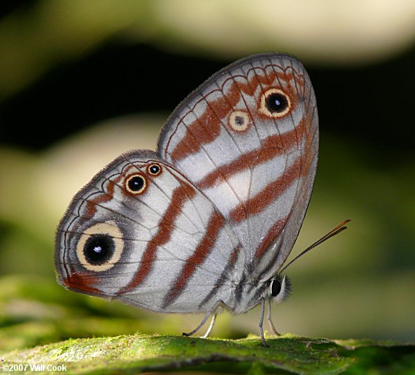 Euptychia enyo