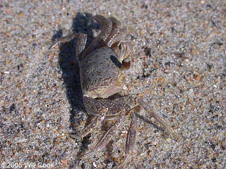 Ghost Crab (Ocypode quadrata)