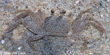 Ghost Crab (Ocypode quadrata)