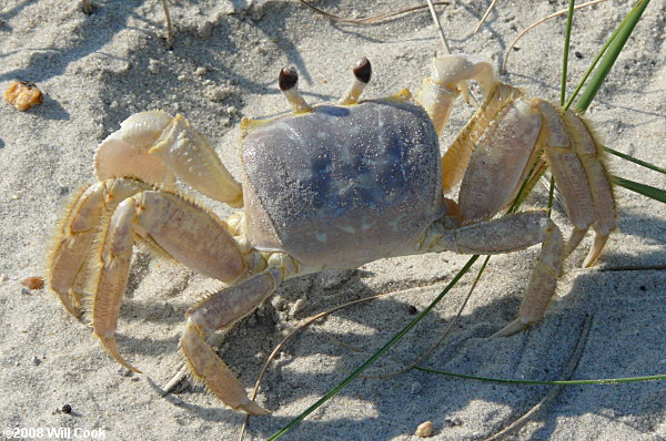 Ghost Crab (Ocypode quadrata)