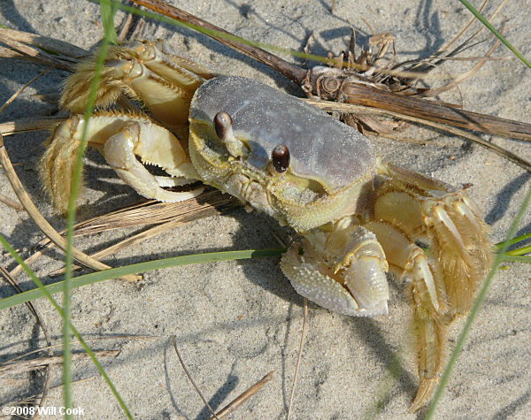 Ghost Crab (Ocypode quadrata)