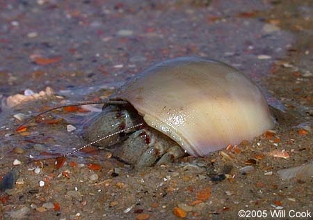 Hermit Crab