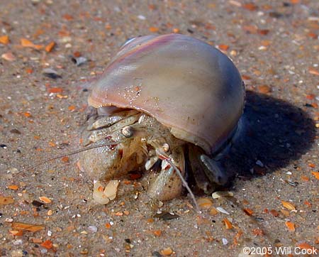 Hermit Crab