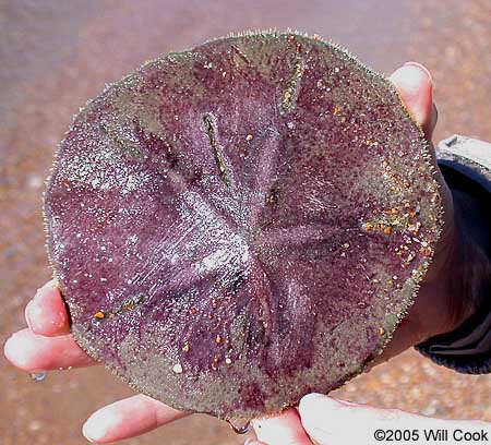 Sand Dollar