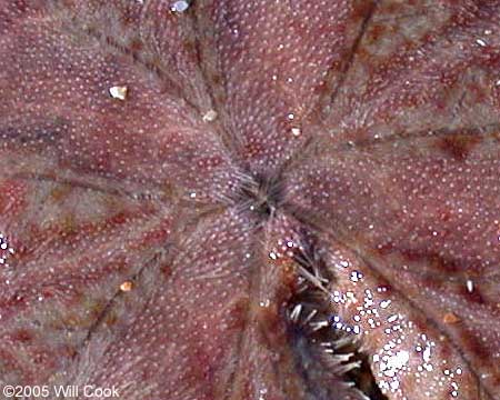 Sand Dollar