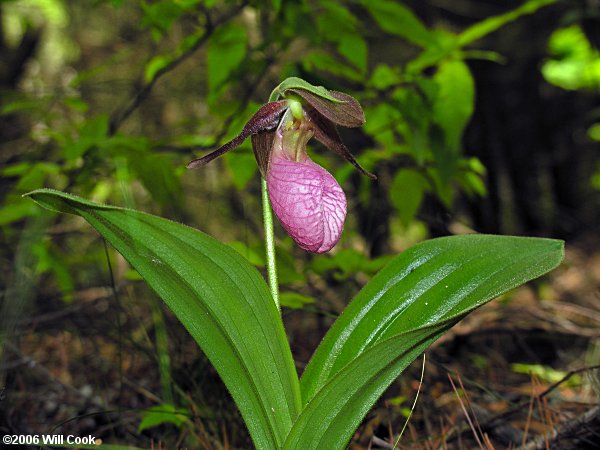 Pink Lady's Slipper Orchid! #tominmaine - YouTube