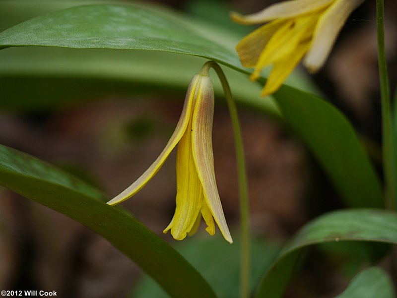 American Trout Lily (Erythronium americanum)