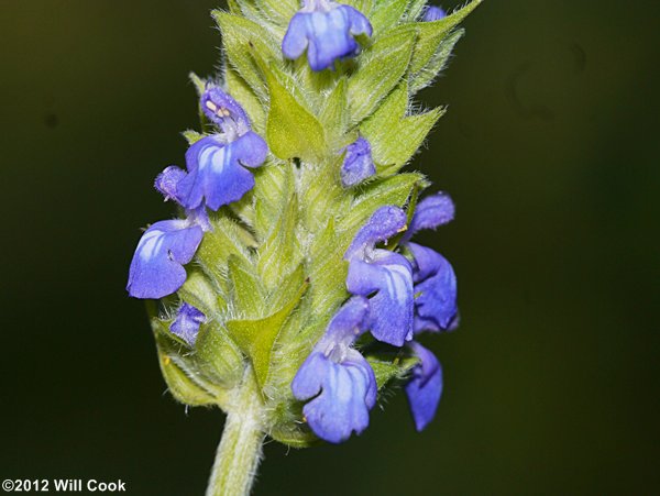 Salvia hispanica (Chia)