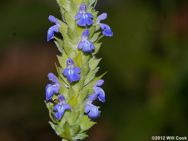 Salvia hispanica