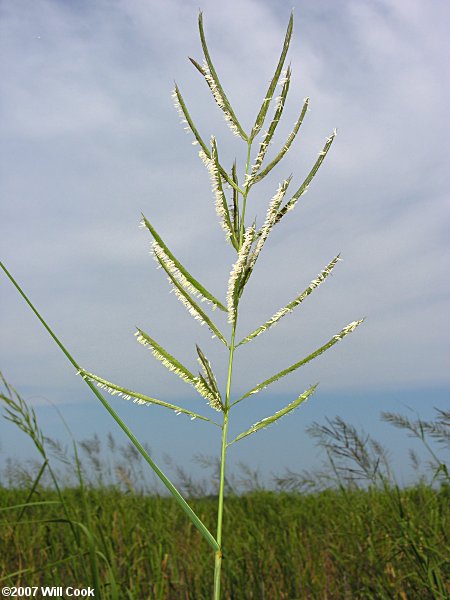 Spartina cynosuroides (Giant Cordgrass)