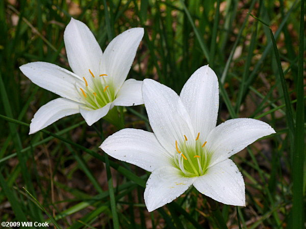 Atamasco Lily (Zephyranthes atamasca)