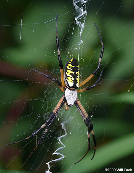 Black And Yellow Argiope Argiope Aurantia