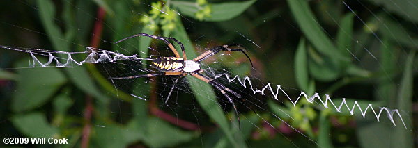 Black-and-Yellow Argiope (Argiope aurantia)