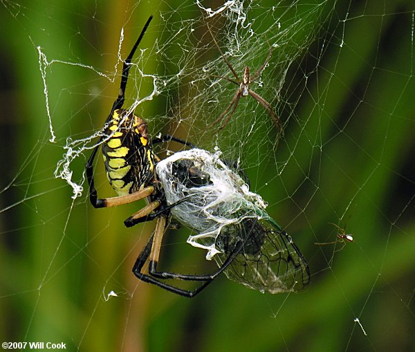 Black-and-Yellow Argiope (Argiope aurantia)