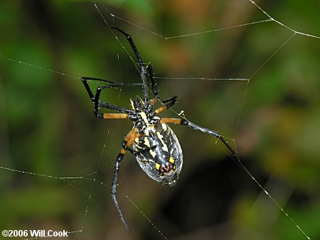 Black-and-Yellow Argiope (Argiope aurantia)