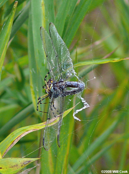 Black-and-Yellow Argiope (Argiope aurantia)