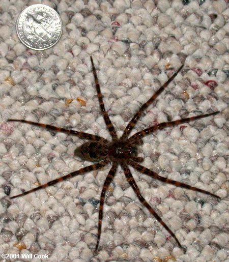 Dolomedes tenebrosus (Fishing Spider)