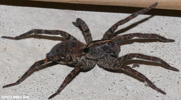 Large Spiders In Nc Wolf Spider