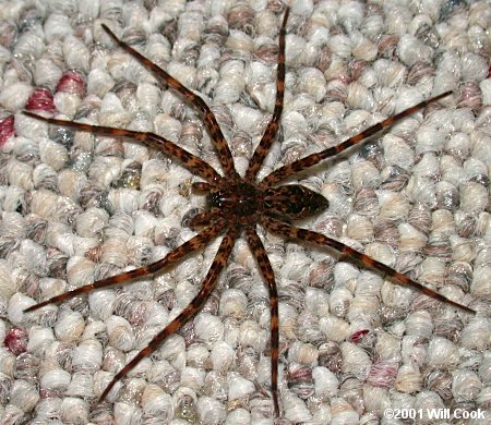 Dolomedes tenebrosus (Fishing Spider)