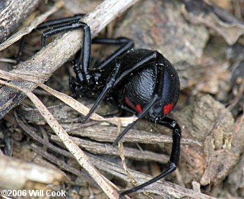 Southern Black Widow (Latrodectus mactans) · iNaturalist