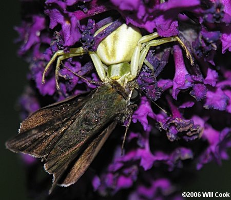 Misumenoides formosipes (Whitebanded Crab Spider)