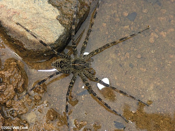 The Amazing Spiders of North Carolina, Homegrown