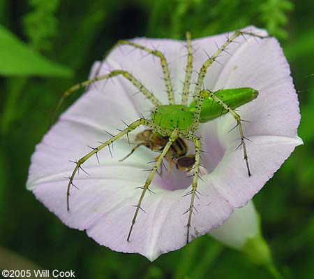 Green Lynx Spider (Peucetia viridans)