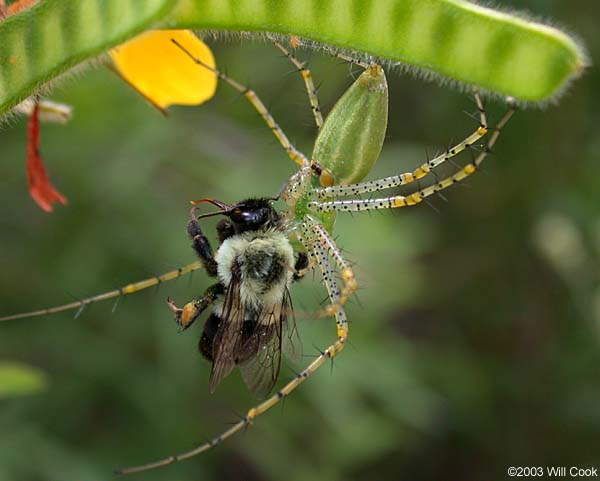 Green Lynx Spider (Peucetia viridans)