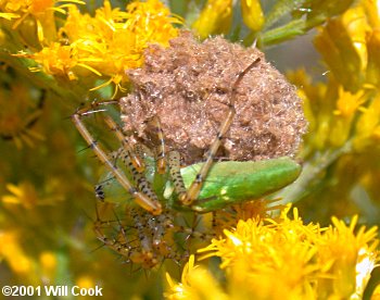 Green Lynx Spider (Peucetia viridans)