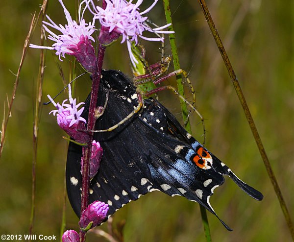 Green Lynx Spider (Peucetia viridans) with Black Swallowtail