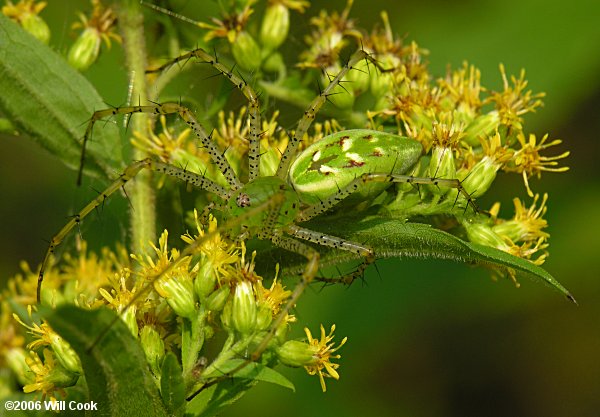 Green Lynx Spider (Peucetia viridans)