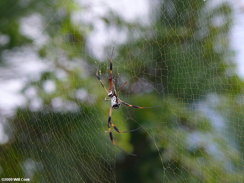 Golden Silk Orbweaver (Nephila clavipes)