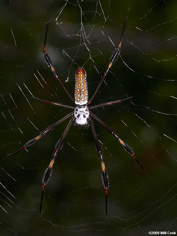 Golden Silk Orbweaver (Nephila clavipes)