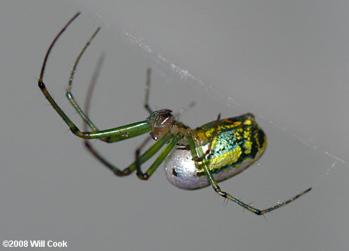 Leucauge venusta (Orchard Orbweaver)