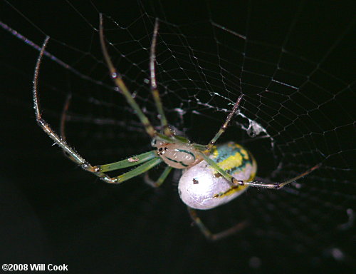 Leucauge venusta (Orchard Orbweaver)