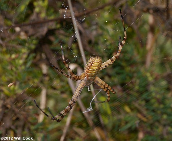 Argiope trifasciata (Banded Argiope)