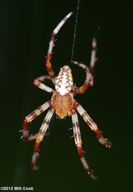 Araneus marmoreus (Marbled Orbweaver)