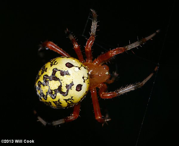 Araneus marmoreus (Marbled Orbweaver) female