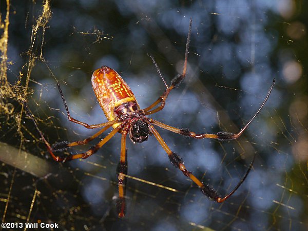 Golden Silk Orbweaver (Nephila clavipes)