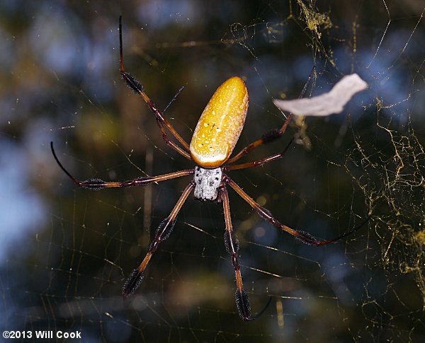 Golden Silk Orbweaver (Nephila clavipes)