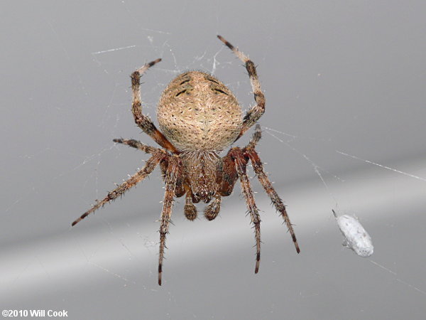 Spiders of North Carolina