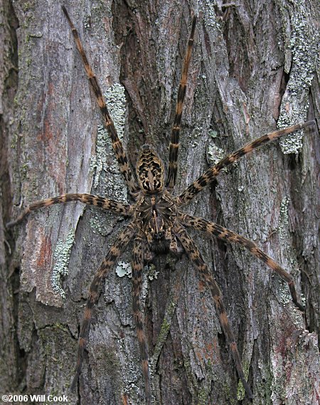 Dolomedes scriptus (Fishing Spider)