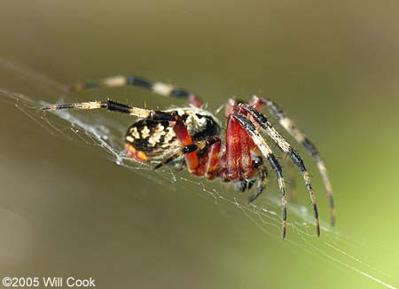 Neoscona domiciliorum (Spotted Orbweaver)