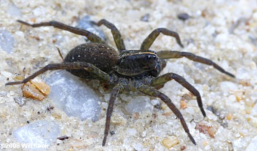 Common Spiders In North Carolina + Identification Guide!