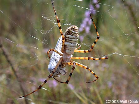 Argiope trifasciata (Banded Argiope)