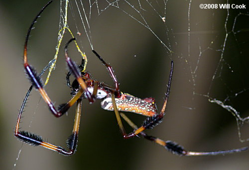 Golden Silk Orbweaver (Nephila clavipes)